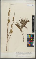 Foto von Salix purpurea L. x Salix viminalis L.